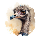 Ној
