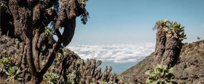 Рута Machame - Ден 5 - Трекинг од кампот Barranco до кампот Barafu